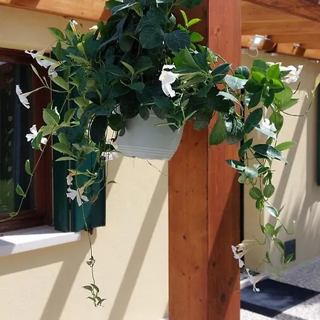 Nyaraló Ca' Svizzero